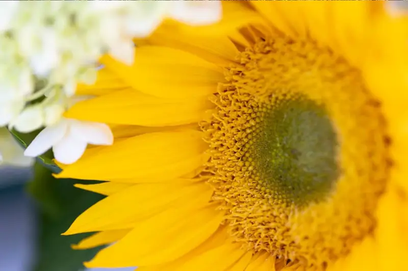 A sunflower in bloom at the nursery