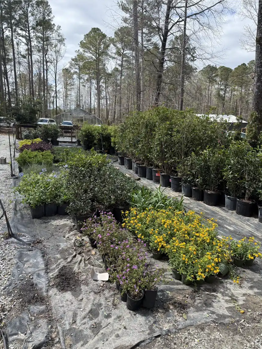 Rows of potted shrubs and flowering perennials at the nursery