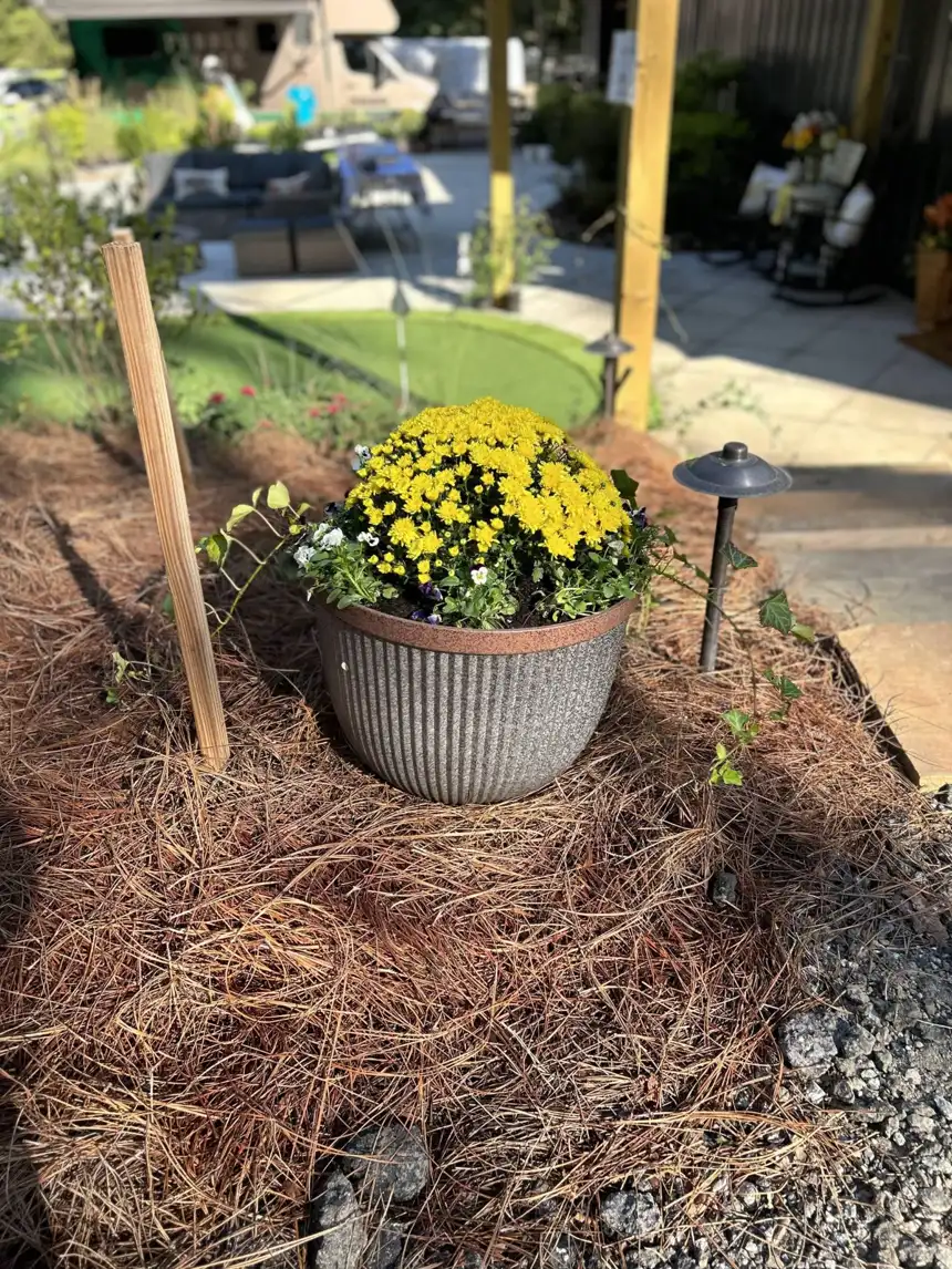 A finished planting bed mulched with pine straw